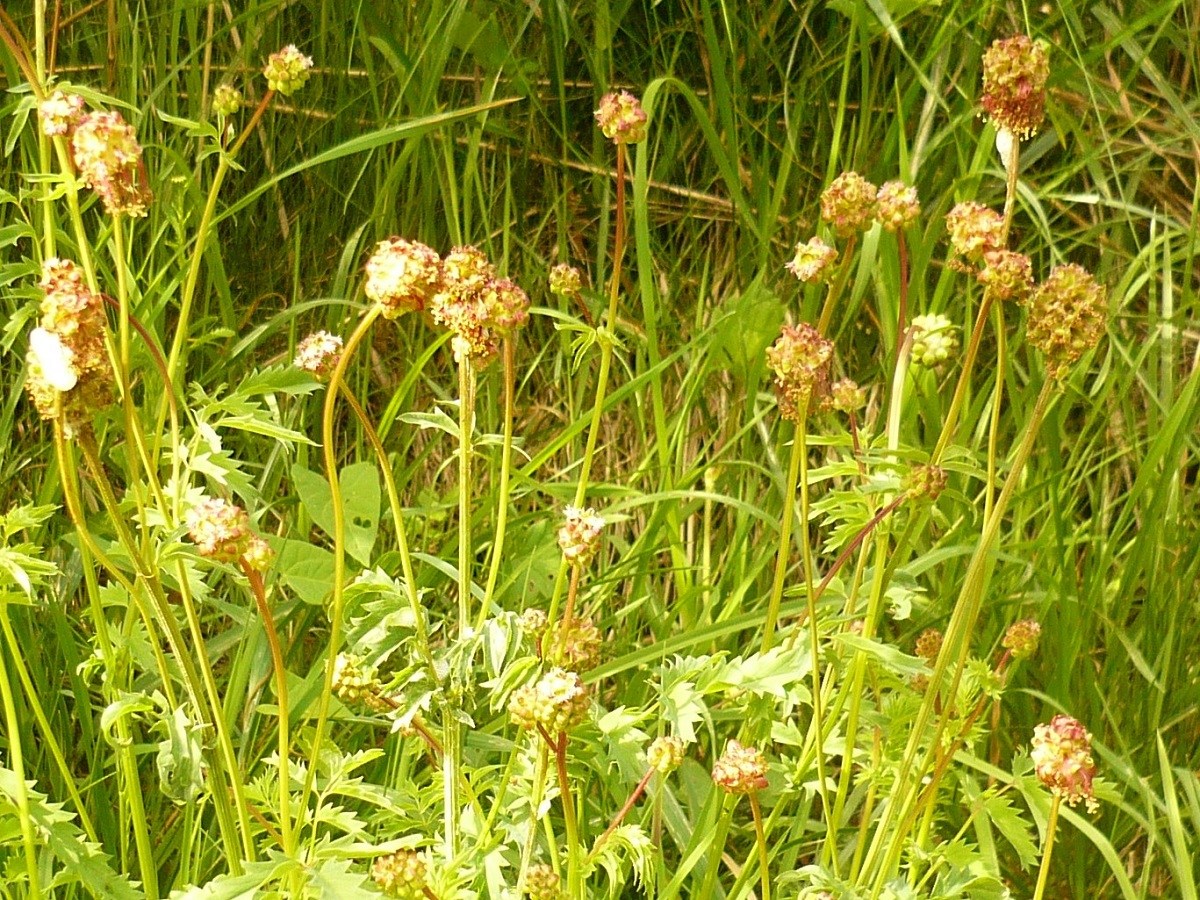 Poterium sanguisorba subsp. balearica (Rosaceae)